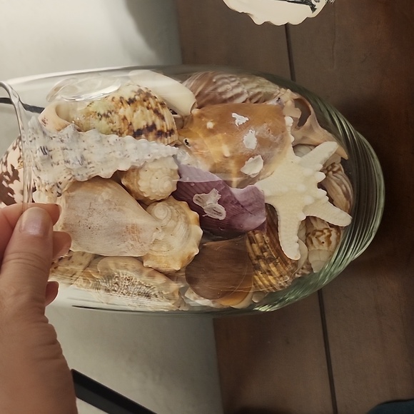 Shells - Picture 3 of 3